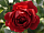 Троянда Сімпаті
