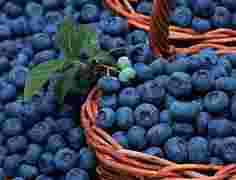 Ринок ягід України як раніше залишається ненаповненими – в приорітеті вирощування чорниці