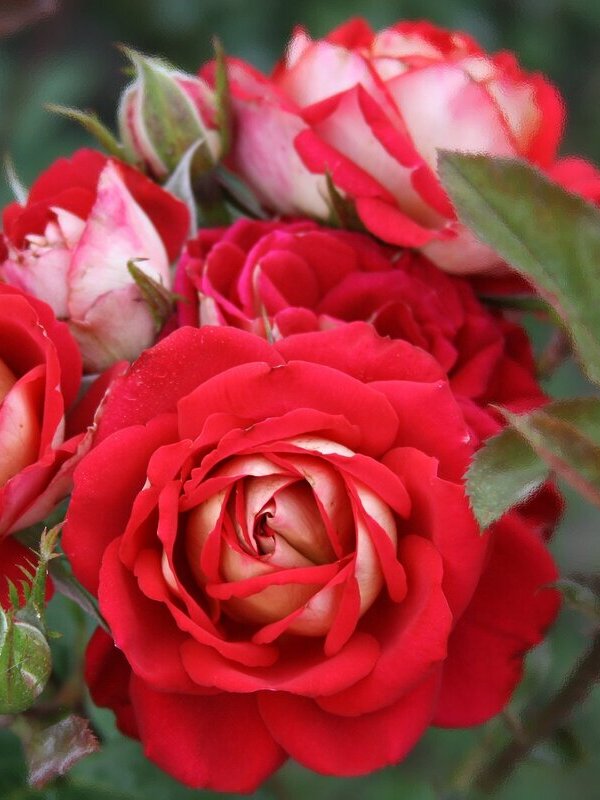 Троянда Рубі Стар Троянда Рубі Стар