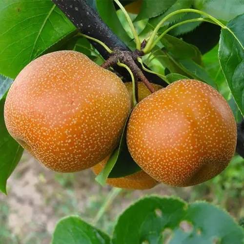 Груша Азіатська Хоюро Груша Азіатська Хоюро