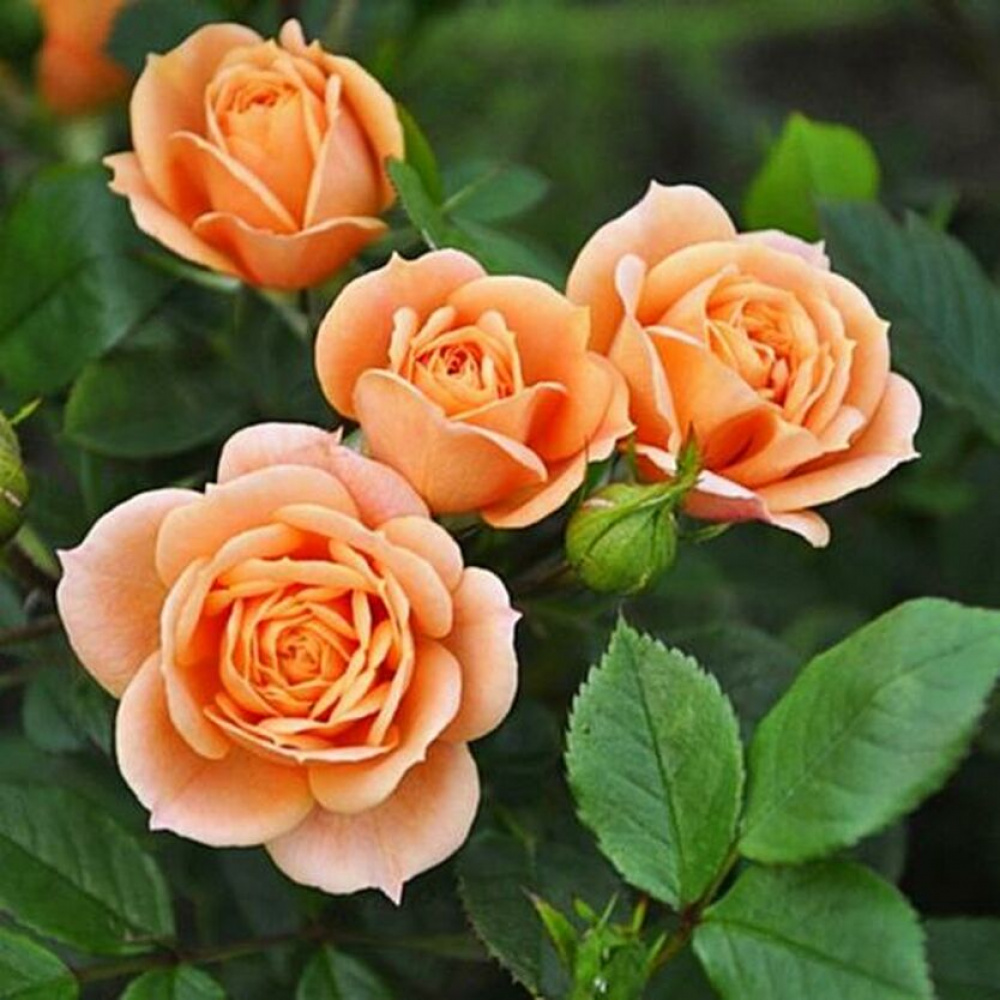 Троянда Клементина Троянда Клементина