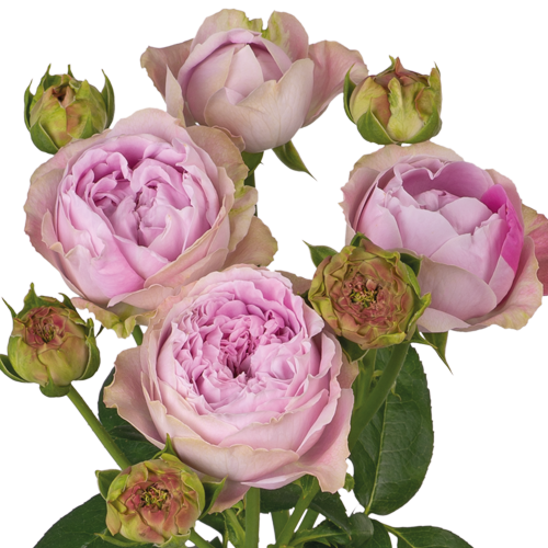 Троянда Блоссом Баблс Троянда Блоссом Баблс