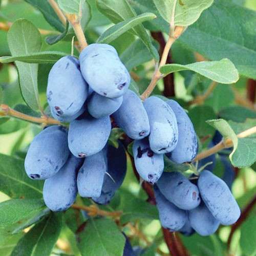 Жимолость Бореал Блізард Жимолость Бореал Блізард