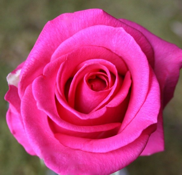 Троянда Равель