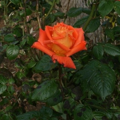 Троянда Луї де Фюнес