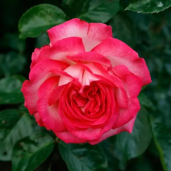 Троянда Антік Троянда Антік