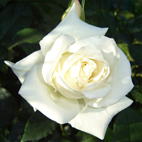 Троянда  Бьянка