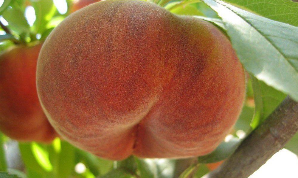 Персик "Плейн Голд" Персик "Плейн Голд"