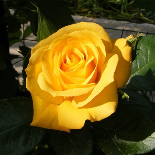 Троянда Артур Белл