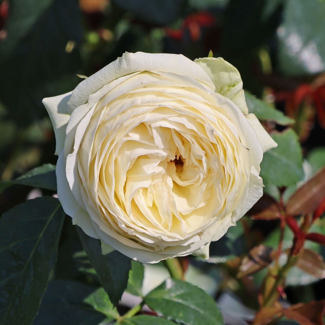 Троянда Веддінг Піано Троянда Веддінг Піано