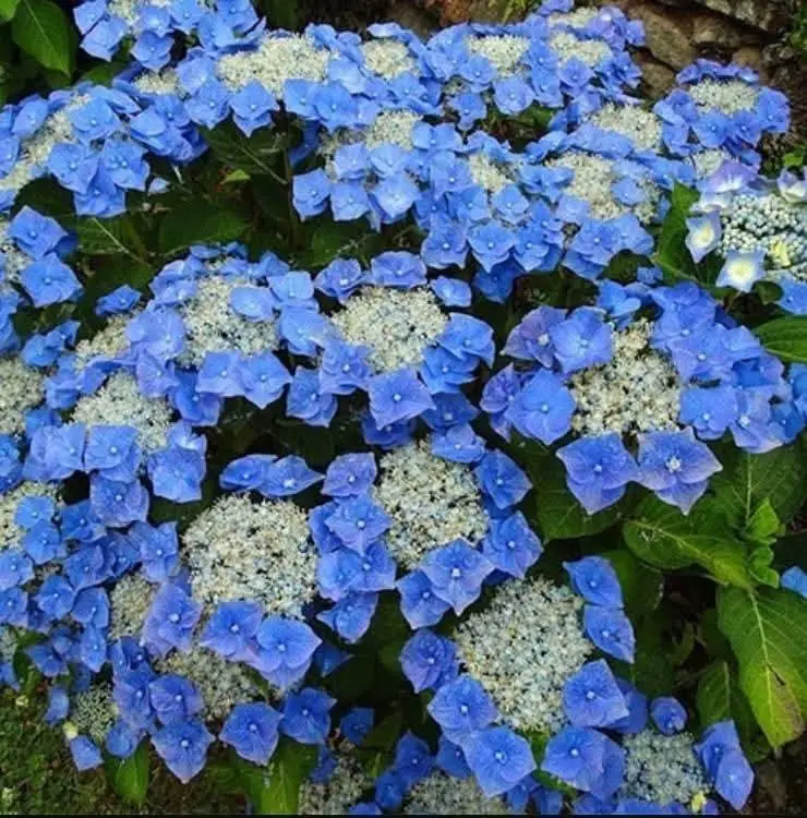 Гортензія крупнолиста "Blaumeise" Гортензія крупнолиста "Blaumeise"