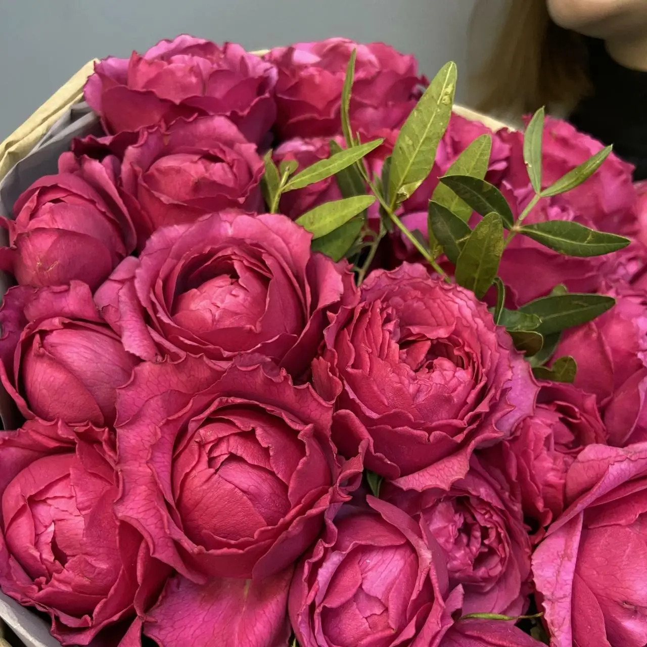 Троянда Ред Баблс Троянда Ред Баблс