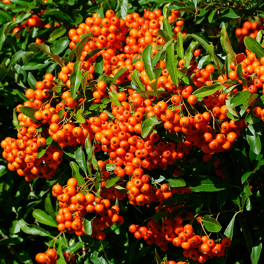  Піраканта Orange Glow