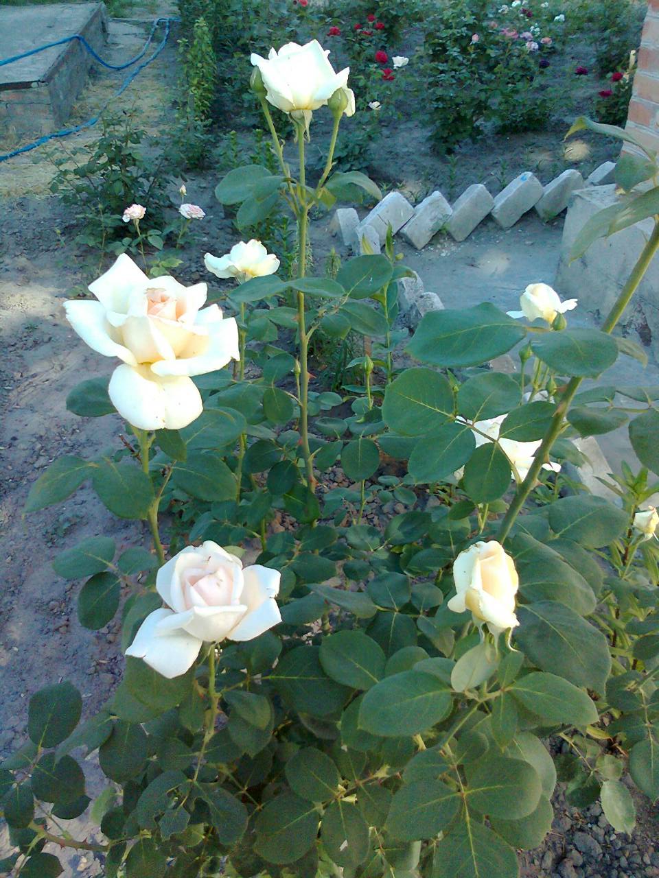 Троянда Ілена