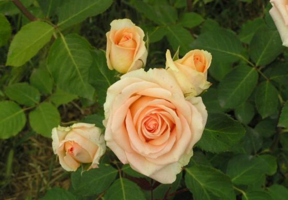 Троянда Версілія
