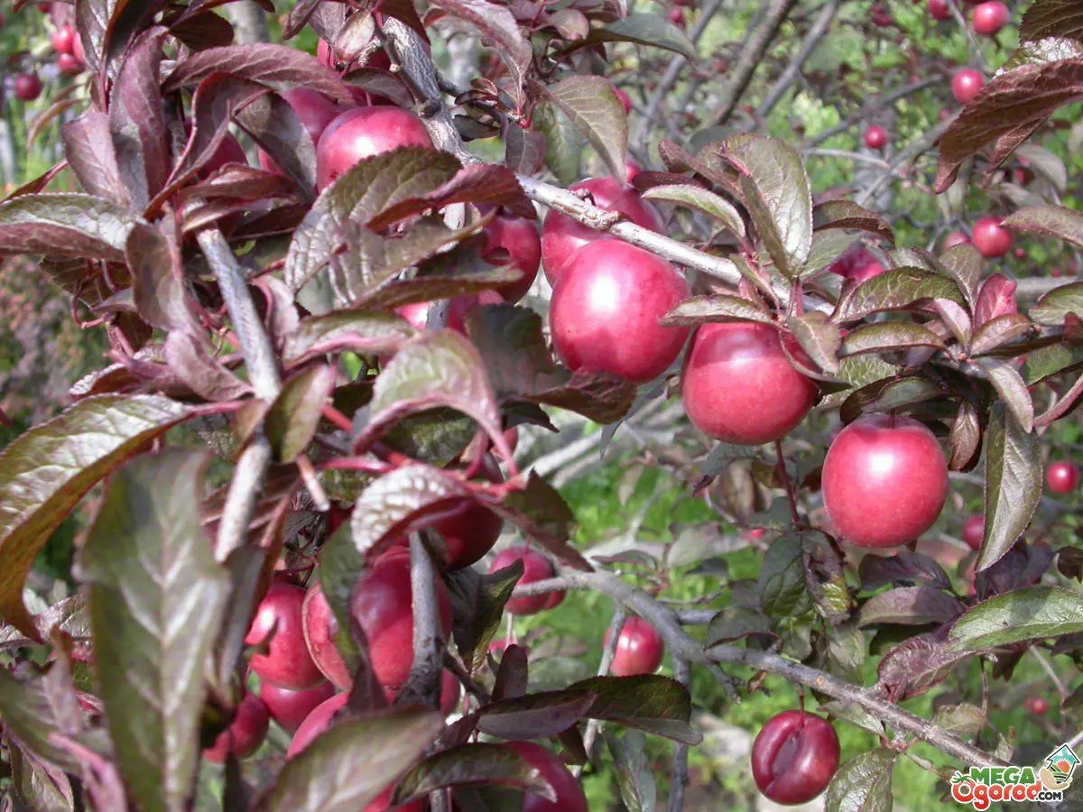 Слива Пісарді Слива Пісарді