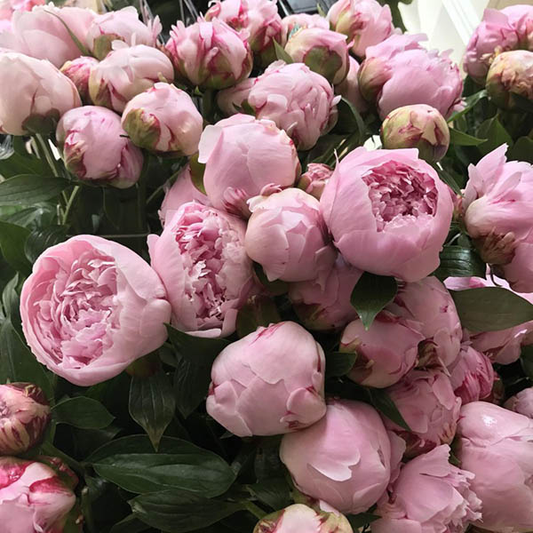 Роза чайно-гібридна Пінк Піон Роза чайно-гібридна Пінк Піон