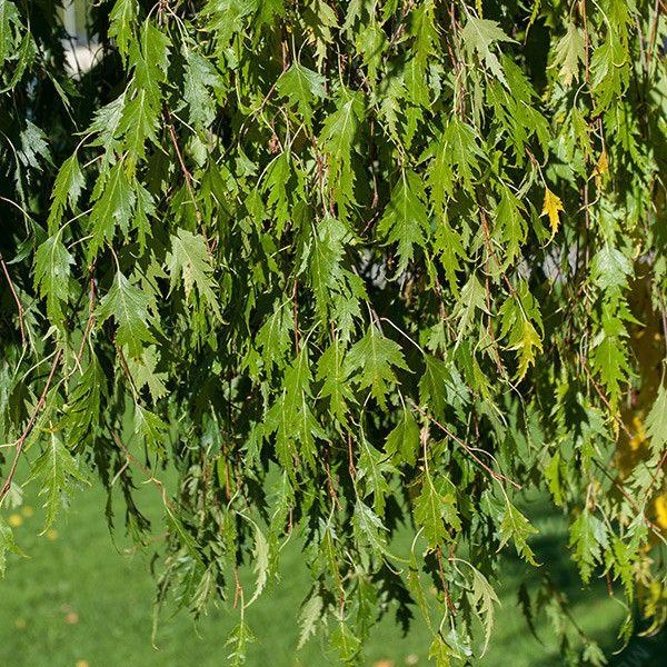 Береза плакуча Далекарлійська Береза плакуча Далекарлійська