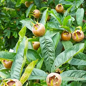 Мушмула японська Мушмула японська