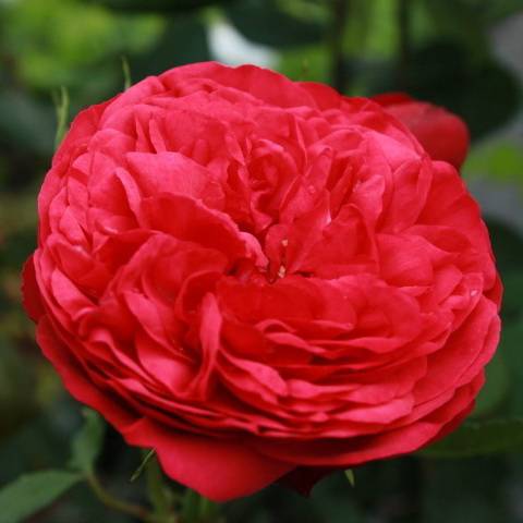 Троянда Штамбова Ред Піано
