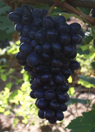 Виноград Фаїна