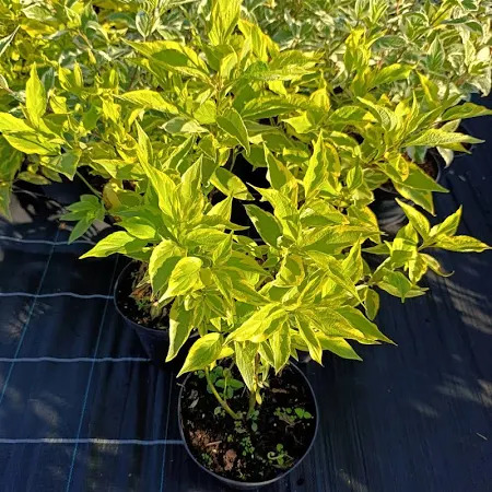 Дерен білий Гоучаулті