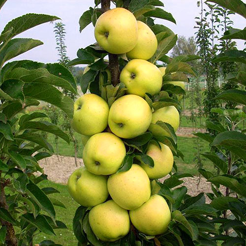 Яблуня Колоновидна Болеро