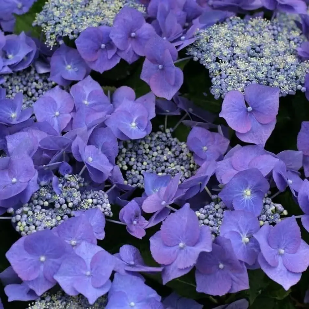 Гортензія крупнолиста "Blaumeise" Гортензія крупнолиста "Blaumeise"