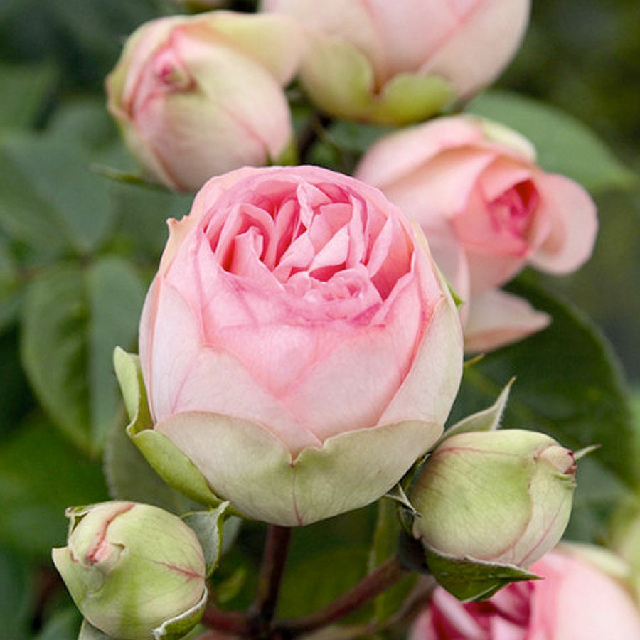 Троянда чайно-гібридна Чармінг Піано Троянда чайно-гібридна Чармінг Піано