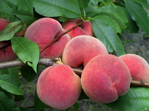 Персик Лісостеповий