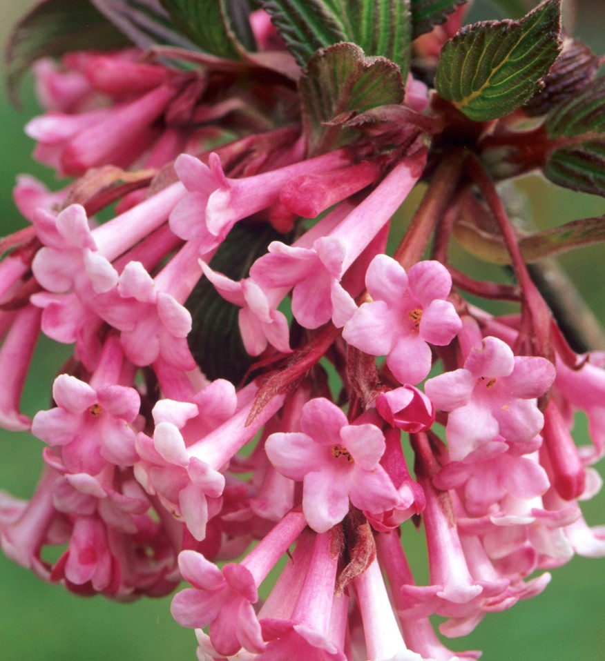Калина боднантенська "Dawn" (kalina viburnum bodnantense) Калина боднантенська "Dawn" (kalina viburnum bodnantense)