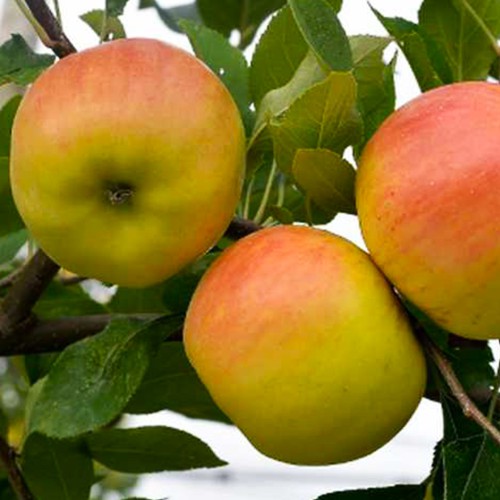 Яблуня Опал