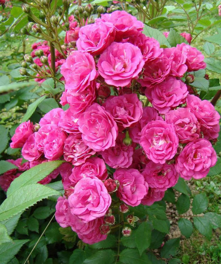 Троянда Дінкі Троянда Дінкі