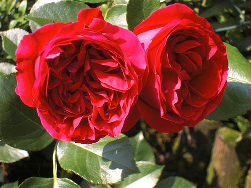 Троянда Ред Еден Роуз