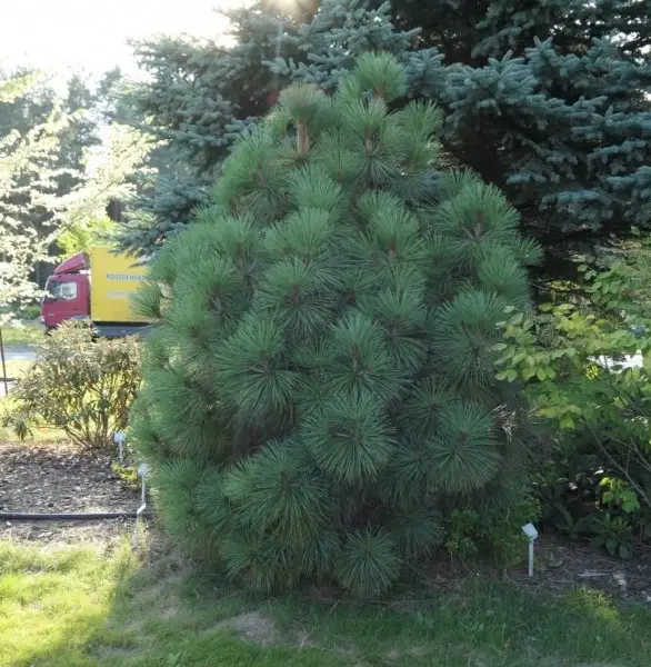 Сосна чорна "Joppi"