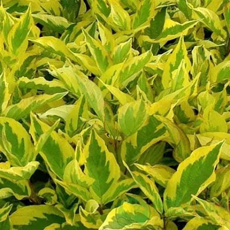 Дерен білий Гоучаулті