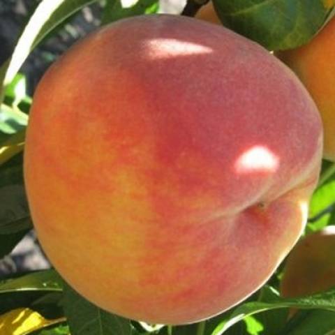 Саджанці персика - купити саджанці дерев персика в розпліднику в Києві ...