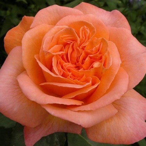 Троянда Рене Госіні