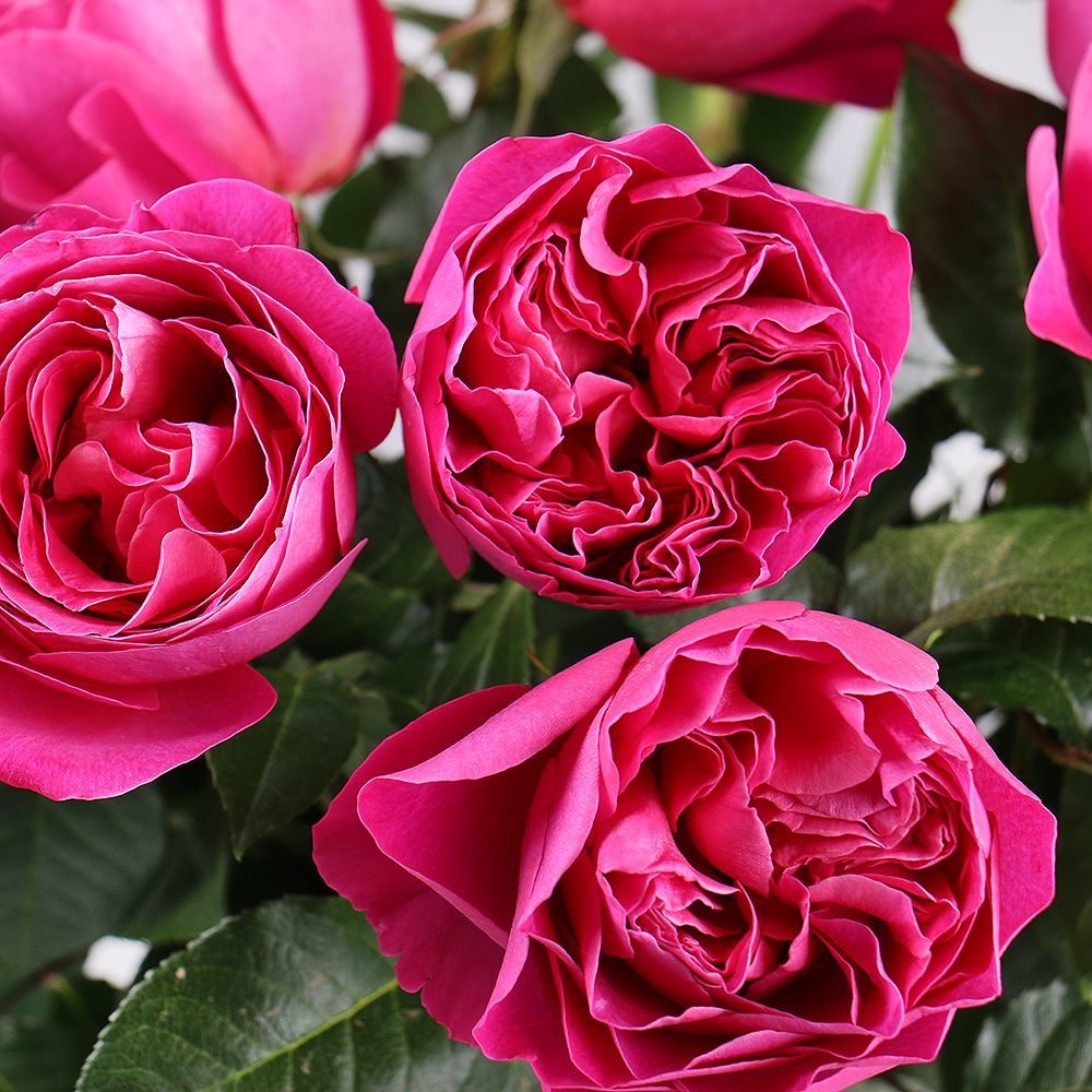 Троянда англійська Кейт Троянда англійська Кейт