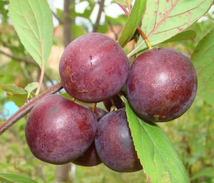 Слива Гібридна Мейнор Слива Гібридна Мейнор