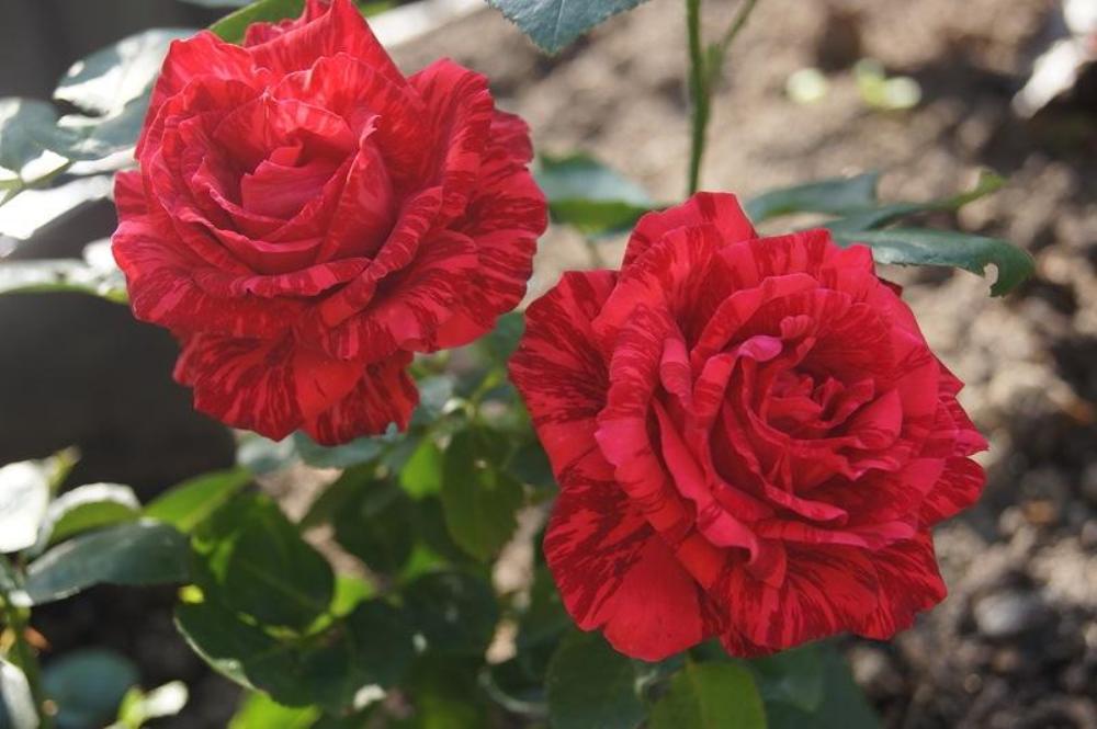 Троянда Ред Інтуішин