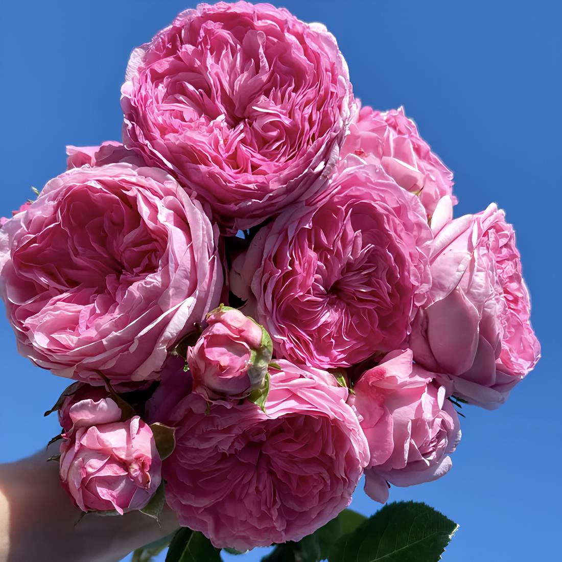 Троянда на штамбі "Модерн Арт" Троянда на штамбі "Модерн Арт"