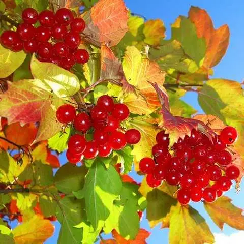 Калина Садова 