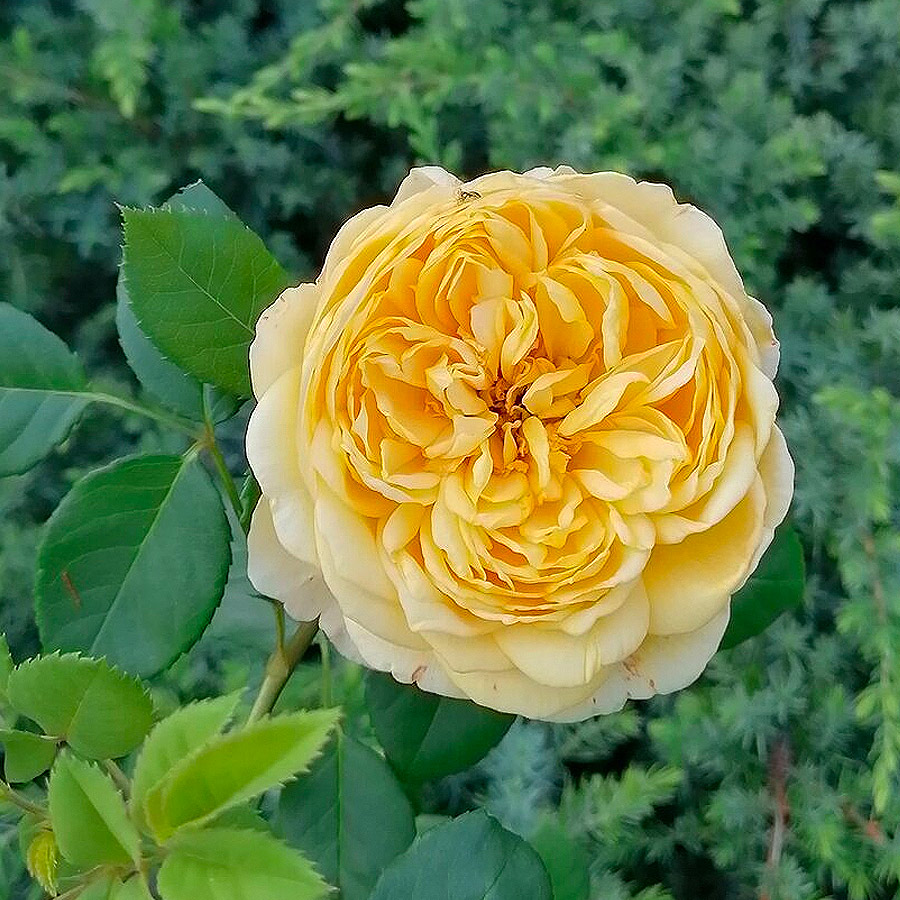 Троянда англійська Беатріс Троянда англійська Беатріс