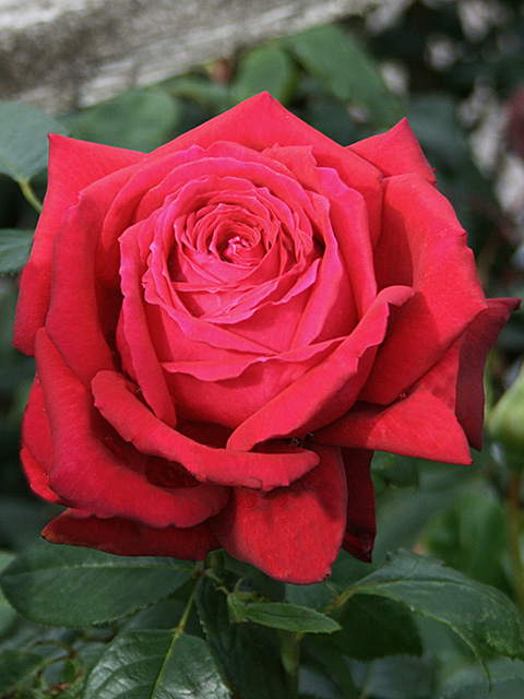 Троянда Ізабелла