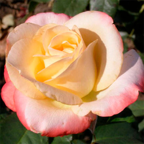 Троянда Белла Перла