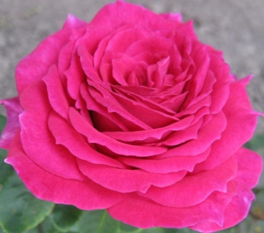 Троянда Юріанда