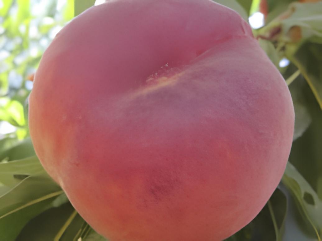 Персик "Плейн Делішес" Персик "Плейн Делішес"
