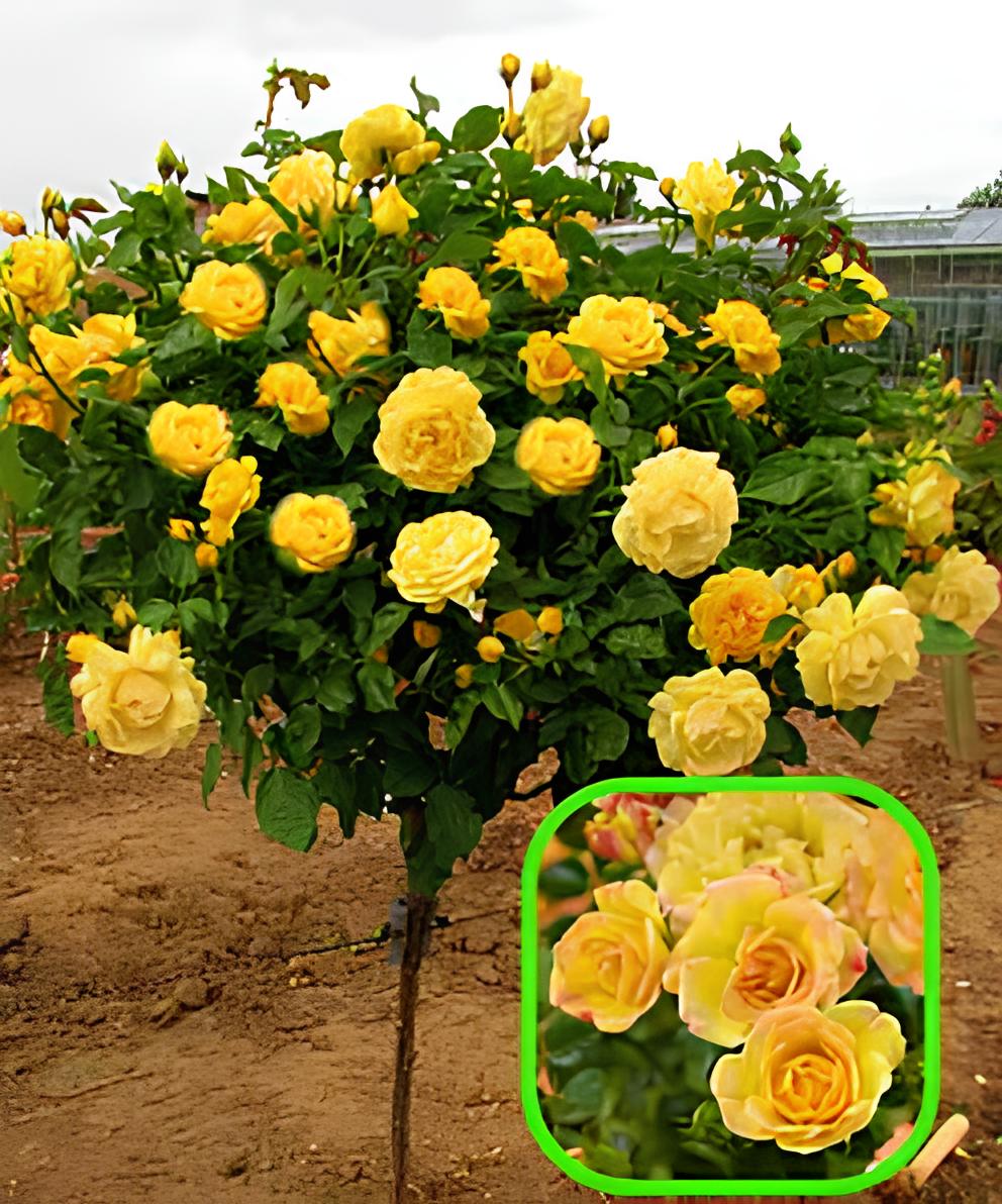 Троянда на штамбі "Каталіна"