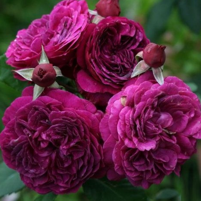 Троянда Перпл Лодж Троянда Перпл Лодж